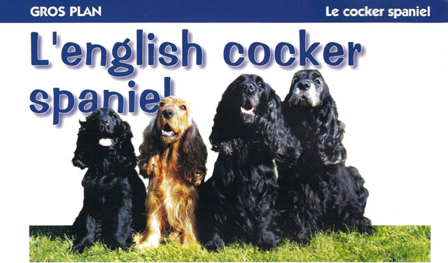 manchette de l'article du Chien Magazine sur le Cocker Spaniel Anglais, paru en mars 2001