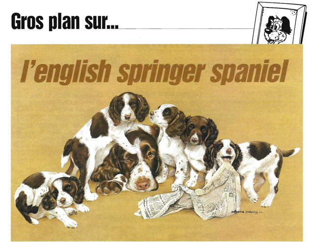 manchette de l'article du Chien Magazine sur le Springer Spaniel Anglais, paru en juillet 2009