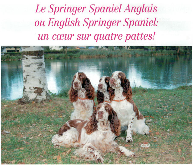 manchette du journal InfoChiens Cynologie Romande présentant quatre springers spaniels anglais foies et blancs