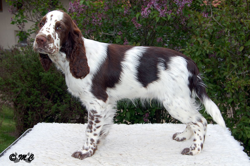 chiot springer spaniel anglais mâle de Qoxynel de Syringa