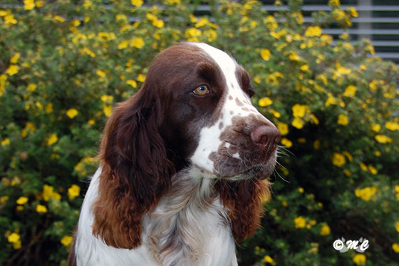chiot springer spaniel anglais femelle de Qoxynel de Syringa