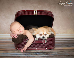 un bébé de quelques semaine dans une valise bordeau avec un chihuahua couché sur lui et dormant paisiblement, photo de Cindy Evans