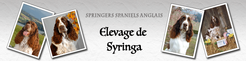 Bannière Elevage de Syringa avec des photos de springers spaniels anglais